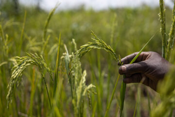 Picture of a green field with a hand of a an African woman holding stems on the right-hand side.